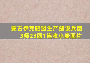 蒙古伊克昭盟生产建设兵团3师23团1连收小麦图片